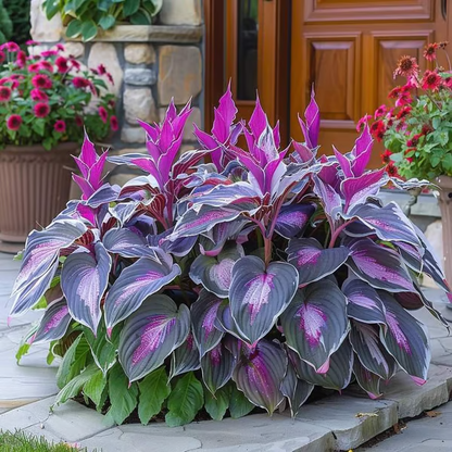 🔥Last day clearance🔥Premium Rare Hosta Seeds🌿Shade-Tolerant Plant